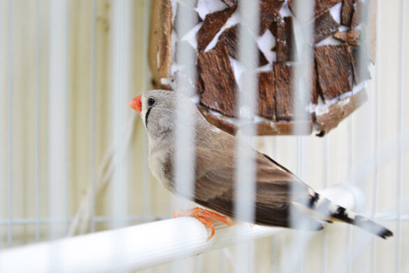 finch