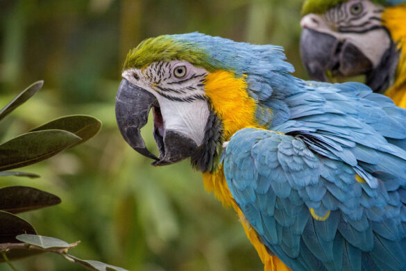 parrot