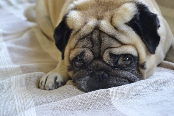 pug